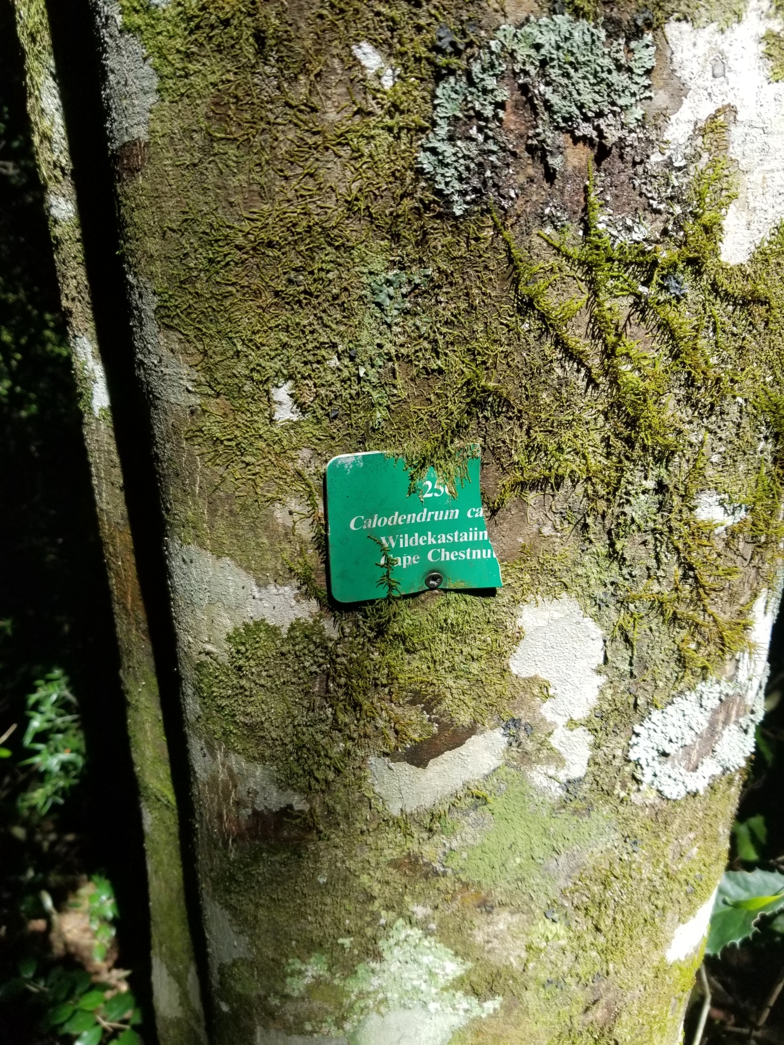 Imagem de Árvore-do-paraíso