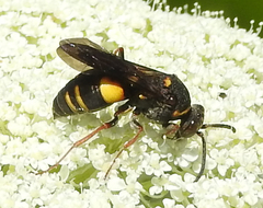 Nysson plagiatus