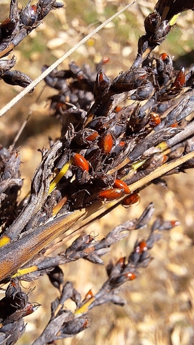 Image of Gahnia sieberiana by no rights reserved