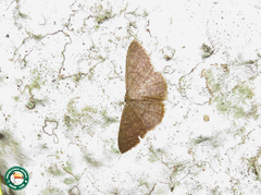 Pleuroprucha hypoxia