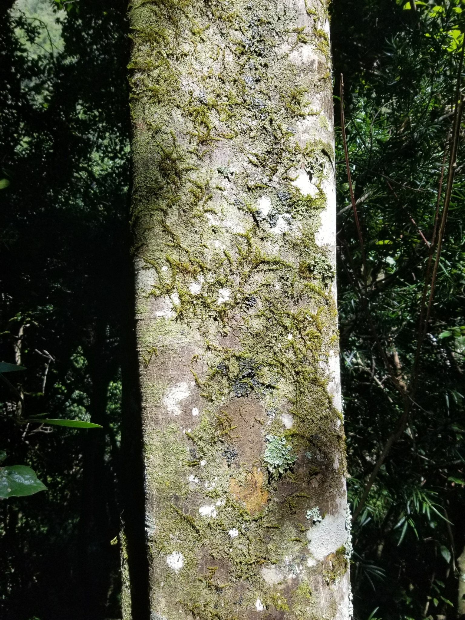 Imagem de Árvore-do-paraíso