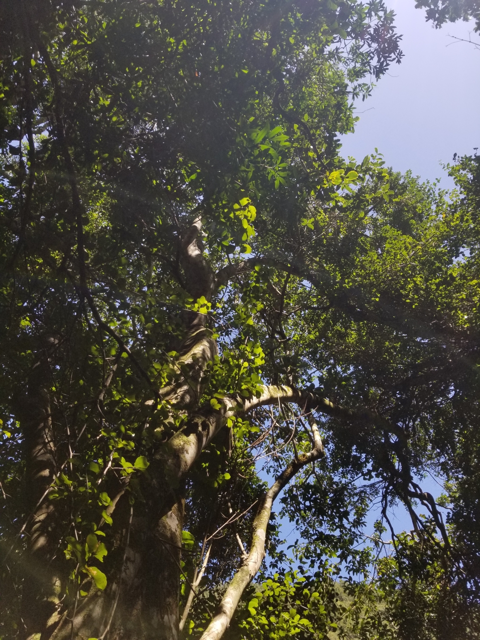Imagem de Árvore-do-paraíso