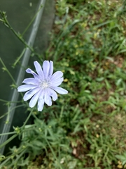 Cichorium intybus
