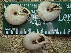 Triodopsis complanata