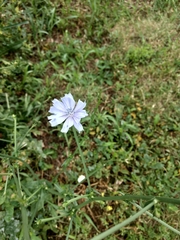 Cichorium intybus