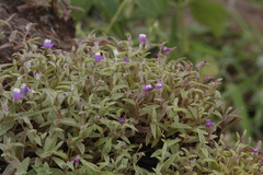 Cyanotis fasciculata