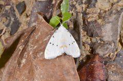 Brihaspa atrostigmella