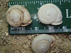 Triodopsis complanata