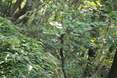 Micromeles japonica