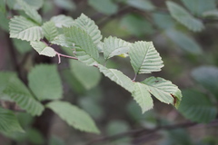 Micromeles japonica