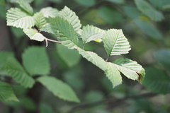 Micromeles japonica