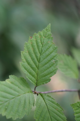 Micromeles japonica