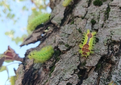 Monema flavescens