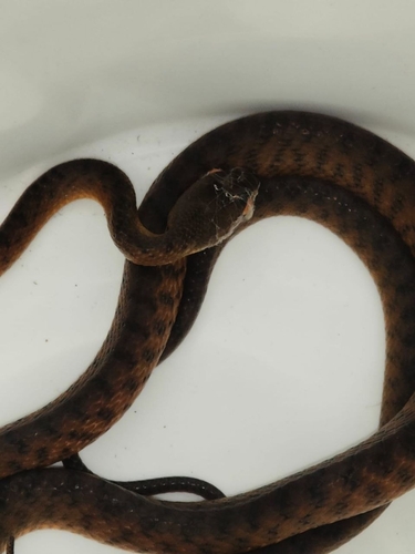 Brown Tree Snake sighting