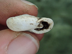 Triodopsis complanata