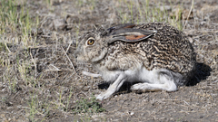 Lepus callotis