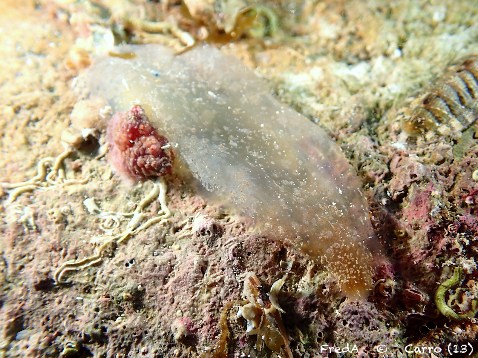 Ascidia conchilega Müller, 1776