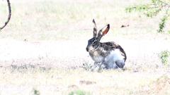 Lepus callotis