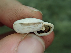 Triodopsis complanata