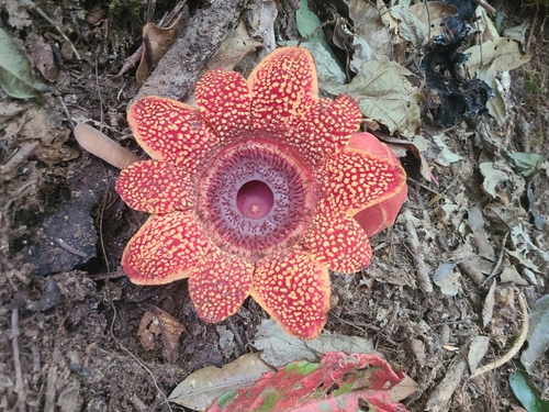 Image of Sapria himalayana by (c) Mathieu Soetens, some rights reserved (CC BY)