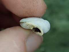 Triodopsis complanata