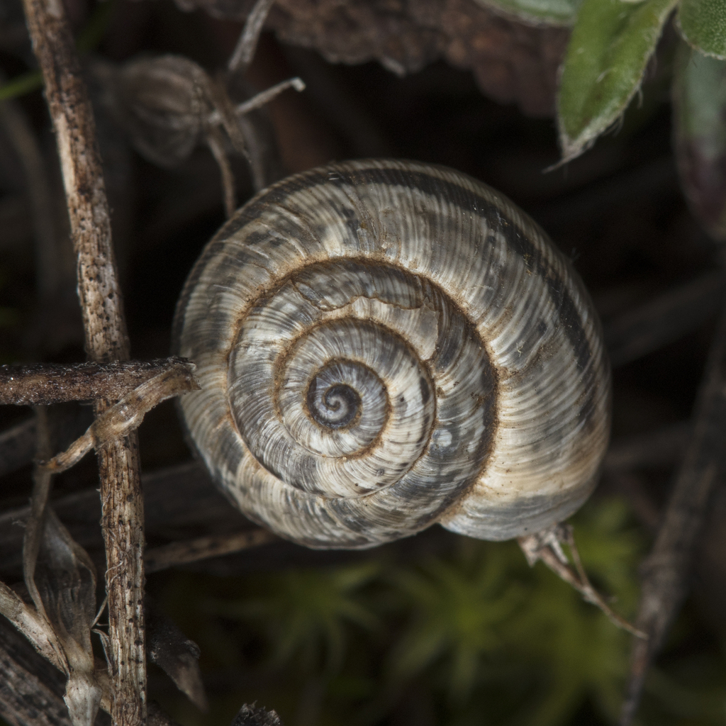 Xerotricha madritensis