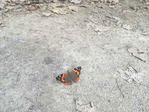 Indian Red Admiral