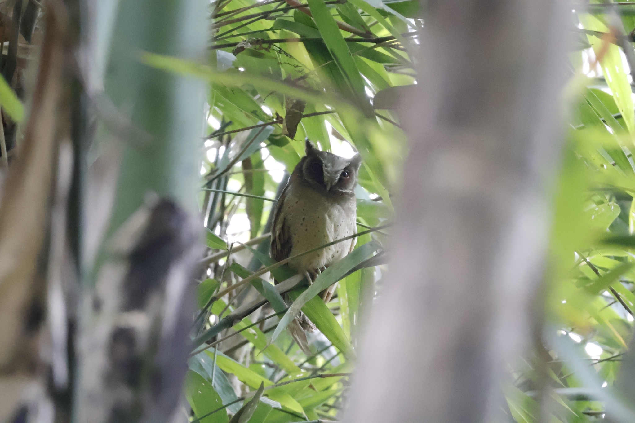 White-fronted Scops Owl (Otus sagittatus), photo 9