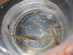 Pseudoxiphophorus bimaculatus