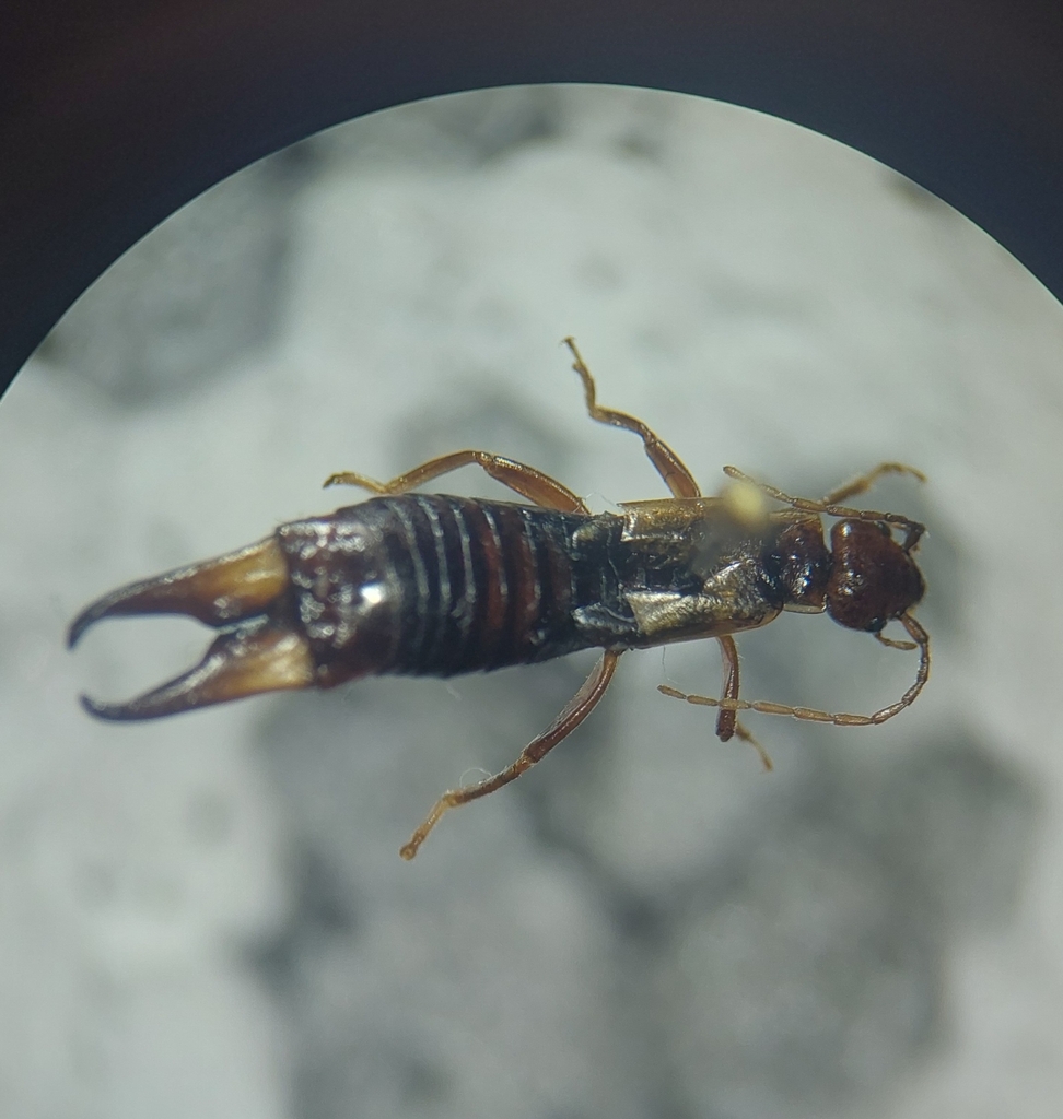 Forficula biplaga