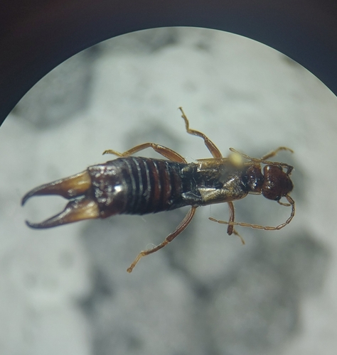 Forficula Shells Forficula biplaga · iNaturalist