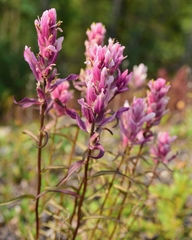 Castilleja raupii