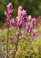 Castilleja raupii