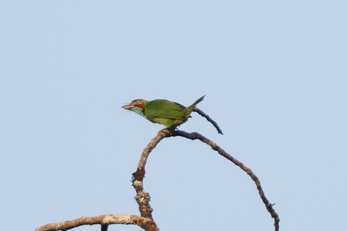 Blue-eared Barbet (Psilopogon cyanotis), photo 9