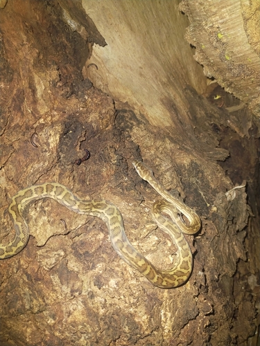 Coastal Carpet Python sighting