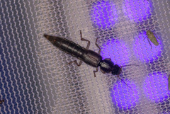 Pinophilus