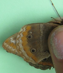 Junonia zonalis