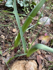 Bellevalia flexuosa, photograph author not stated, no rights reserved