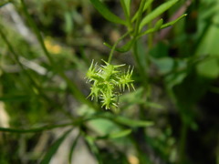 Ranunculus arvensis