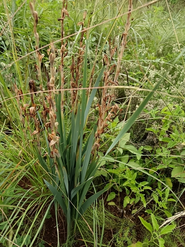 Gladiolus (Gladiolus elliotii)