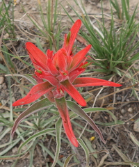 Castilleja integra