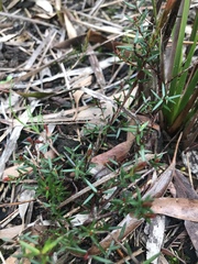 Hibbertia acicularis