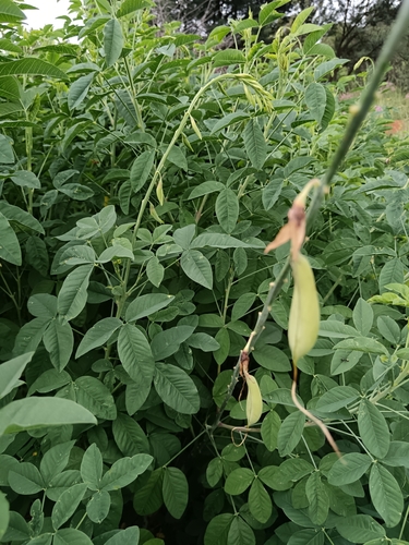 Image of Crotalaria agatiflora by (c) Hildegard Klein, some rights reserved (CC BY)