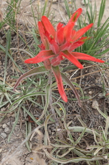 Castilleja integra