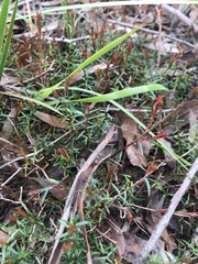 Hibbertia acicularis