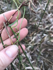 Comesperma volubile