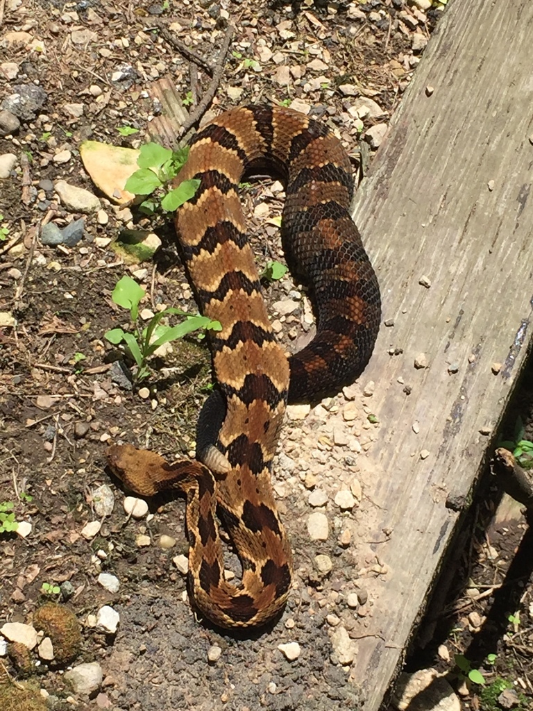 Timber Rattlesnake in June 2017 by fourevergreens · iNaturalist