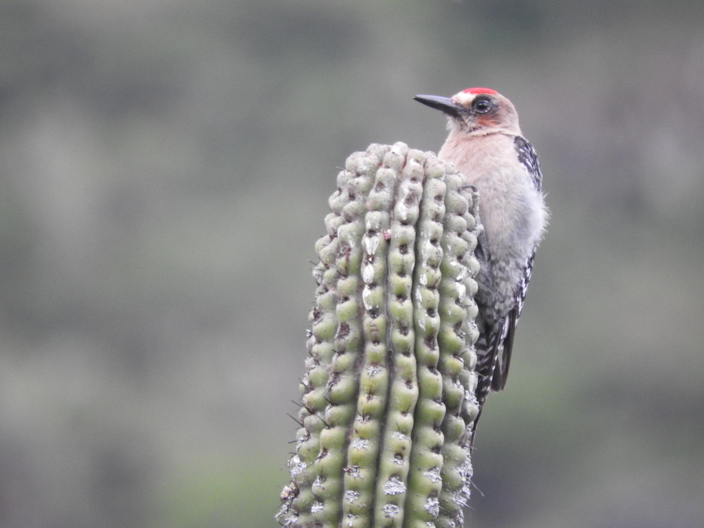 Gray-Breasted Woodpecker