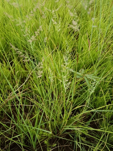 Image of Gum grass by (c) Hildegard Klein, some rights reserved (CC BY)
