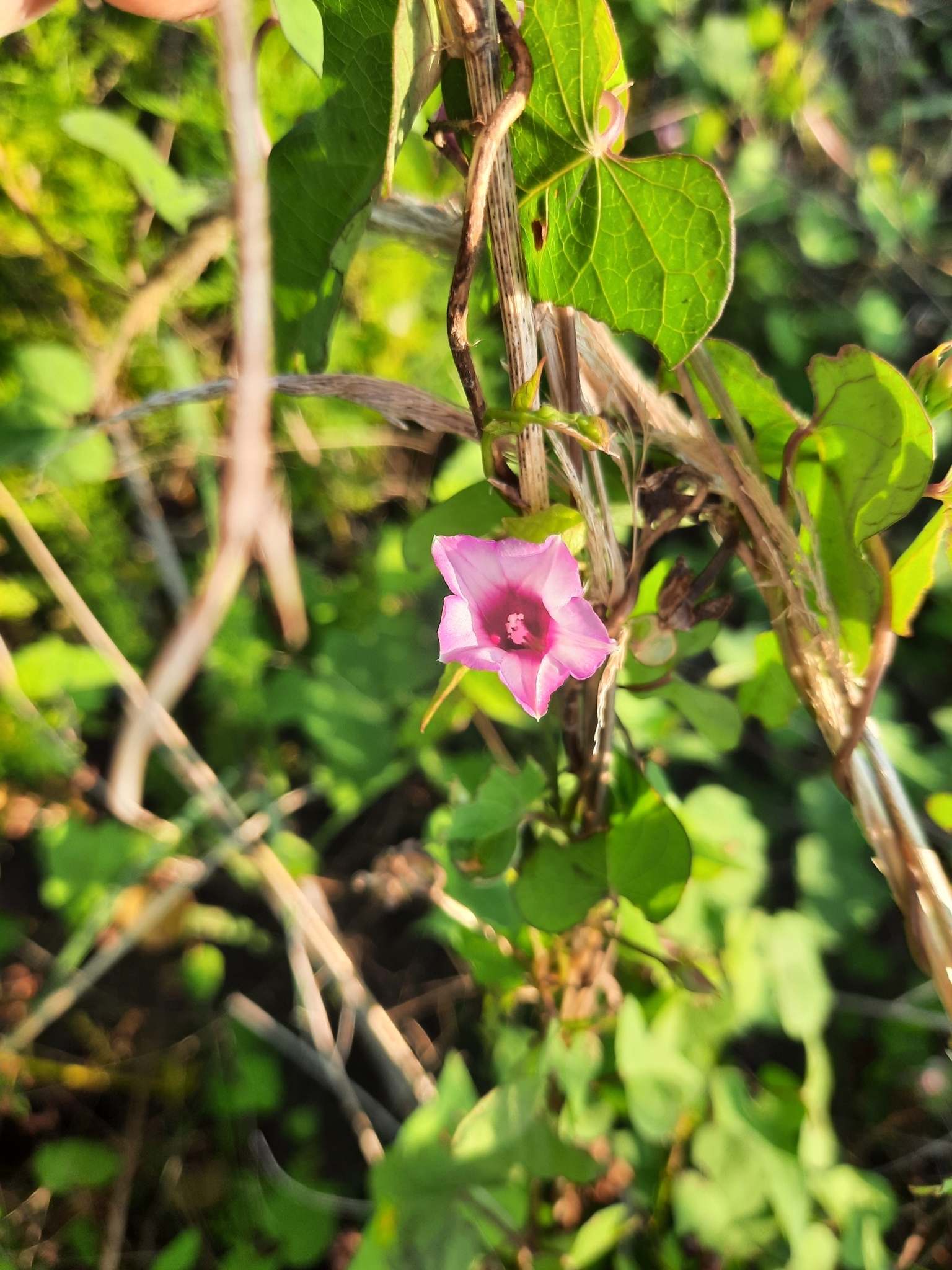 Imagem de Corda-de-viola